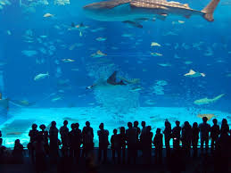 Istanbul Akvaryum Forum Istanbul Turu Etihadtour Com