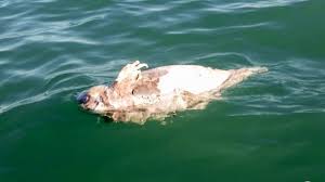 It's a small porpoise with a big problem. Report Only Ten Vaquita Left