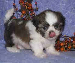 To learn more about each adoptable dog, click on the i icon for some fast. Discerning Shih Tzu Puppies For Sale Wisconsin Dells Animal Pet