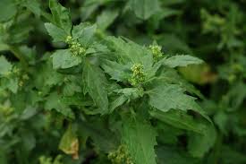 Image result for Chenopodiastrum