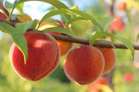 Why are fruit trees fail to bear fruit? How Long Does It Take A Peach Tree To Bear Fruit Quora