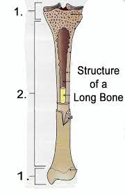 Structure of the long bone with pictures learn with flashcards, games and more — for free. Diagram Head Bone Diagram Full Version Hd Quality Bone Diagram Justdiagram Lavocedelmarefilm It