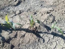 Corn starch, maize starch, or cornflour (british english) is the starch derived from corn (maize) grain. Early Corn Coloration Green Purple Or Yellow Agronomic Crops Network