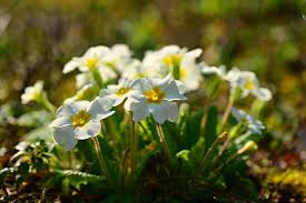 Evening Primrose Oil Weight Loss Does It Really Work Health Energy Guru