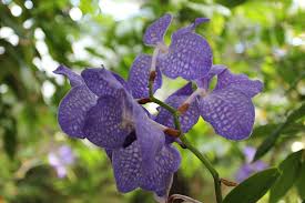 Image result for Vanda coerulea
