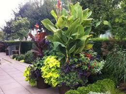 Great Design Plant Cannas Tropical Landscaping Tropical Landscape Design Tropical Garden