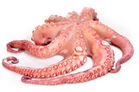 Oktopus waakt over uw veiligheid. Ganzen Octopus Online Kaufen Kalteisolierte Expresslieferung