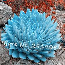 It's an indication of health. 50pcs Bag Rare Blue Cactus Seeds Variety Exotic Flowering Color Cacti Rare Cactus Aloe Seed Office Plant Succulent Planting Buy Online In Bahamas At Bahamas Desertcart Com Productid 49890546