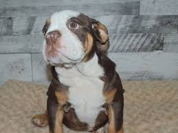 Find a english bulldog puppies on gumtree, the #1 site for dogs & puppies for sale classifieds english bulldog puppies. English Bulldog Dog Female Chocolate Tri 2877562 Petland Dunwoody Puppies For Sale