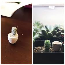 Although it tolerates drought and extreme heat, it won't survive long if temperatures drop below 25 f. Sir Nubby The Thimble Cactus Roots Outgrew His Mini Pot He S Graduated To His Own 2 Pot And Grown Like A Crazy Cactus Cactus