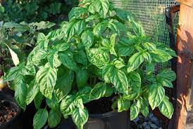 Finally, it's warm enough here in charlotte to leave basil. Growing Basil In Containers