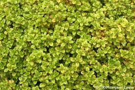 It matures to an average height of 1 inch to 1 foot and an average width of 6 inches to 1 foot, depending on climate and other environmental factors. Thymus 1 Nomenclature Golden Thyme Cultivars
