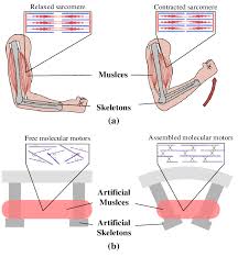 The next life study, seated male figure with robust, muscular legs, focuses on the muscular forms of the. A Diagram Of Human Muscles B Diagram Of Artificial Muscles Download Scientific Diagram