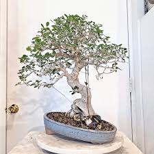 Image result for Euphorbia davyi