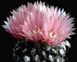 Image result for Eriochrysis