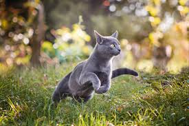 You may be wondering what causes this behavior. Why Is Kitty Running Away From Home Top 11 Reasons Solutions Tractive