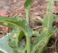 Image result for Sonchus bipontini