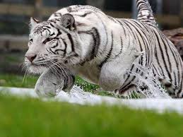 White Tiger Running Bengal Tiger Facts White Bengal Tiger Bengal Tiger Habitat