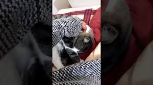Izmir Kedi Oteli Youtube