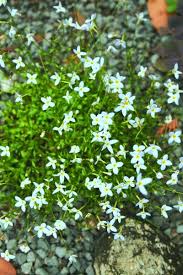 Image result for Cliffortia serpyllifolia