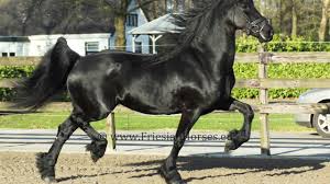Maybe you would like to learn more about one of these? Black Friesian Horse For Sale Beautiful Mare Easy To Ride In Dressage Hacking Out And Driving Youtube