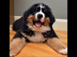 Sep 08, 2015 | 4 minutes sep 08, 2015 | 4 minutes. Funny And Cute Mountain Dog Videos Compilation Funny Dogs Video Youtube