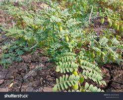 Image result for Cicer arietinum