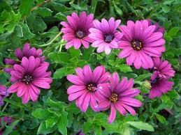 The visualization and table of deliveries for other countries. List Of Perennial Plants