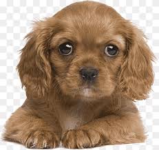 Retro cartoon style drawing of head of a cavalier king charles. Cavalier King Charles Spaniel Png Images Pngwing