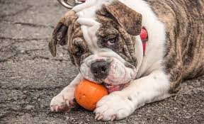 Fat dog names can be used as a pup's main name, as a funny nickname or in an ironic sense. 70 Fat Dog Names Perfect Names For Your Pudgy Pup