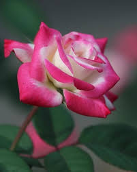 Rose Of Its Kind Beautiful Roses Rose Flower Flower Aesthetic