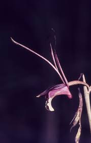 Image result for Eulophia longisepala