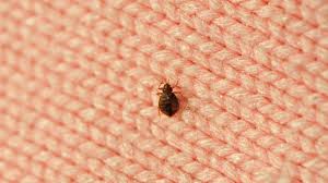 They tend to hang out in windows as i have been having these tiny little black bugs on the window sill. How To Treat Bed Bugs In Furniture