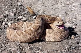 What is the most dangerous snake in georgia? Venomous Snakes In Georgia What You Need To Know Bug House Pest Control