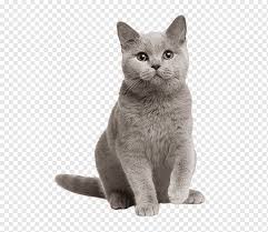 It is one of the oldest natural breeds in north america, specifically native to the us state of maine, where it is the official state cat. British Shorthair Kitten American Shorthair Maine Coon Burmese Cat Kitten Mammal Animals Cat Like Mammal Png Pngwing