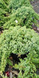 Juniperus Procumbens Nana Japanese Garden Juniper A Low Maintenance Evergreen Ground Cover With Blue Green Gray Green Ne Plants Covering Plants Cool Walls