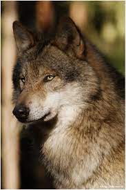 Fern Female Wolf Image Is Not Mine Grey Wolf Beautiful Wolves Wolf Love