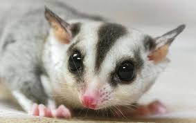 Sugar Glider Photograph By Danielle Christine White