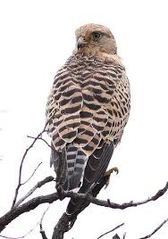 Small Birds Of Prey South Africa Greater Kestrel Falco Rupicoloides At Pilanesberg National Park Northwest Province South Africa Pilanesberg National Parks Birds