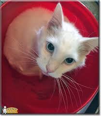 Katsu Siamese Mix January 6 2015 Cat Day Siamese Cats