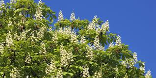 Check spelling or type a new query. Fact File The Horse Chestnut Tree
