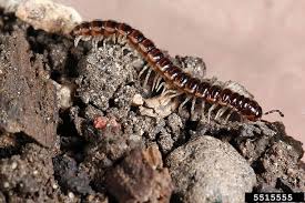 Image result for Oxyrhachis gracillima