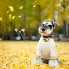 See This Instagram Photo By Schnauzerworld 4 081 Likes Schnauzer Puppy Miniature Schnauzer Puppies Schnauzer Breed