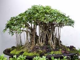 Ebay verkaufe meinen aquarium wurzeln bonsai baum. Http Www Fukubonsai Com 1 Entry 20tree 20049 Jpg Bonsai Tree Indoor Bonsai Tree Bonsai Tree Types