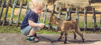Bring the entire family to franklin drive through. Guide To The Best Zoos And Farms For Families In Chicago Mommy Nearest