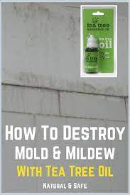 Tea Tree Oil Mold Removal How Why To Use Essential Oils For Mold Tea Tree Oil Skin Tea Tree Oil Uses Tea Tree