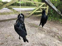 They also learn what is dangerous and what is not, and perhaps a number of. A Murder Of Crows Chris Packham And The Countryside War Over Bird Killings Birds The Guardian