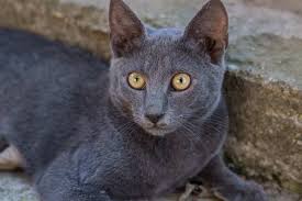 Russian blue cats originated from northern russia, but nothing much is known clearly about these cat breeds. 13 Grey Cat Breeds An Overview With Pictures Faqcats Com