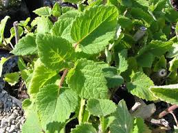 Image result for Tetradenia