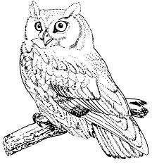 Printable s for kids kung fu pandaaed6. Elf Owl Coloring Page Novocom Top